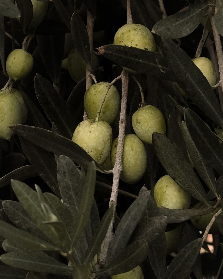 Olive Haze Pillow Mist